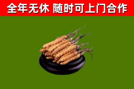 平陆县回收冬虫夏草